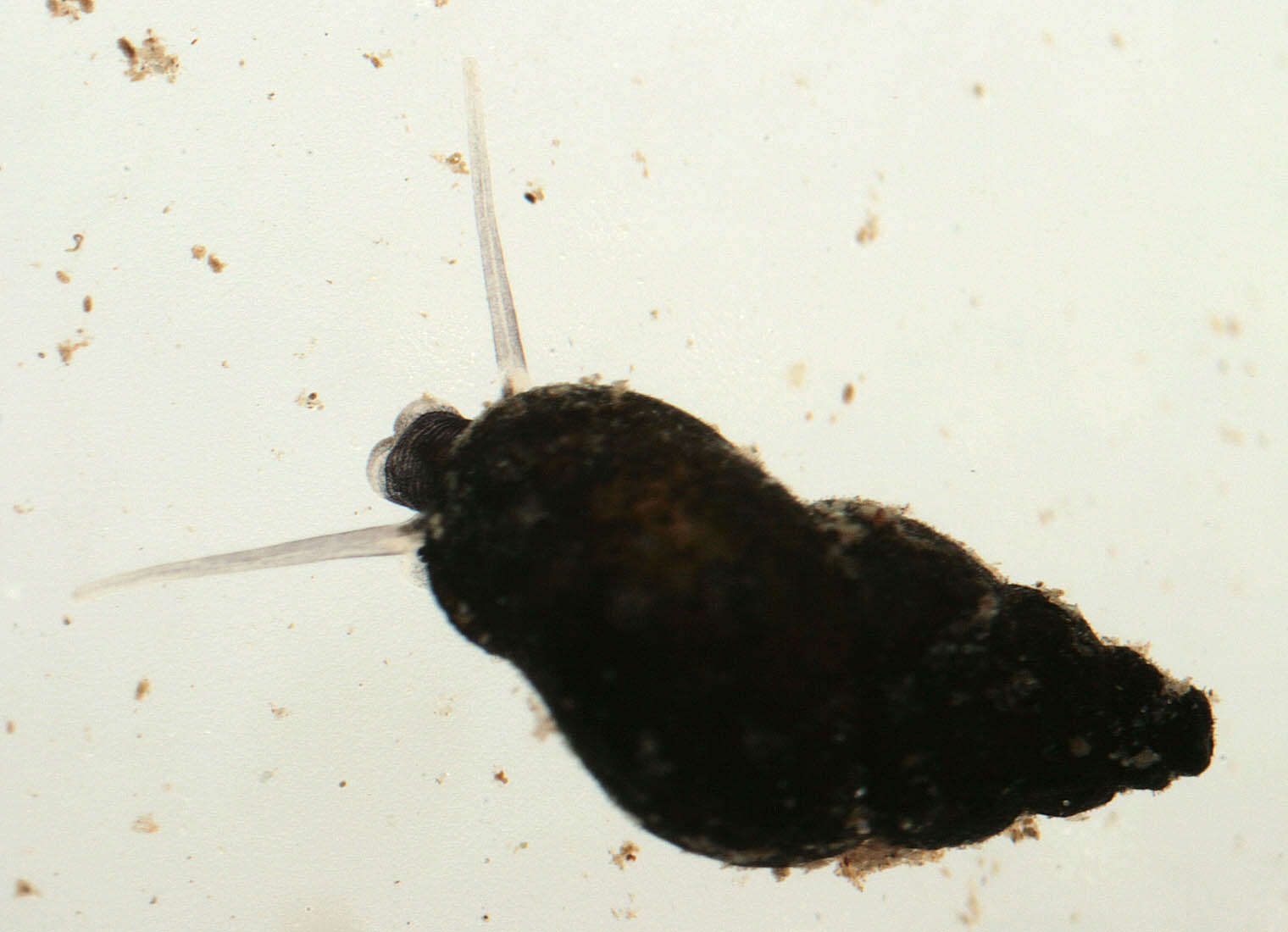 Image of Potamopyrgus Stimpson 1865