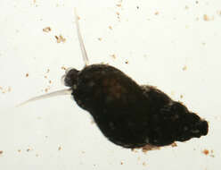Image of Potamopyrgus Stimpson 1865