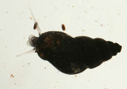 Image of Potamopyrgus Stimpson 1865