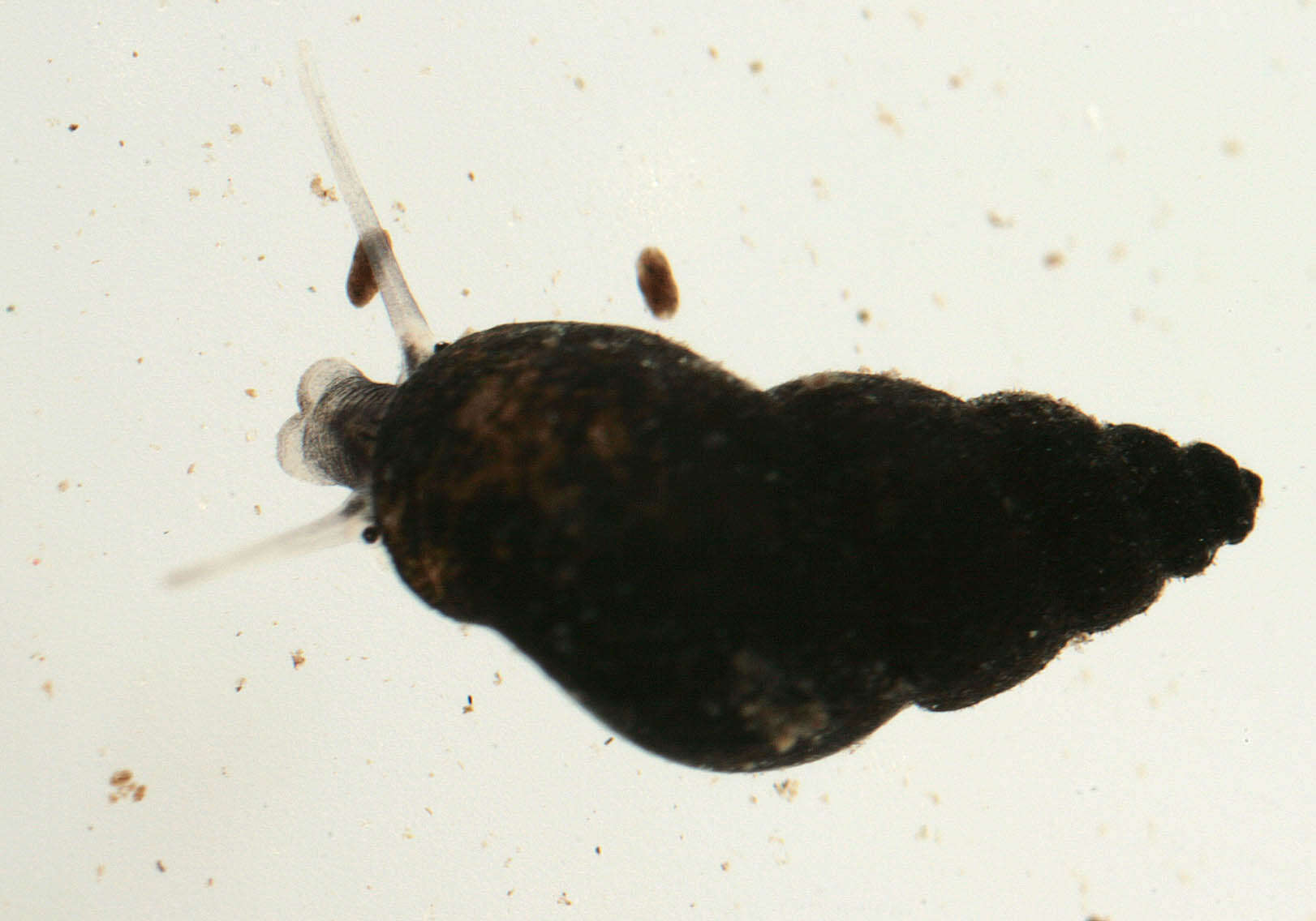 Image of Potamopyrgus Stimpson 1865