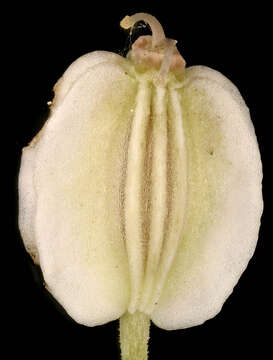 Image of wild angelica