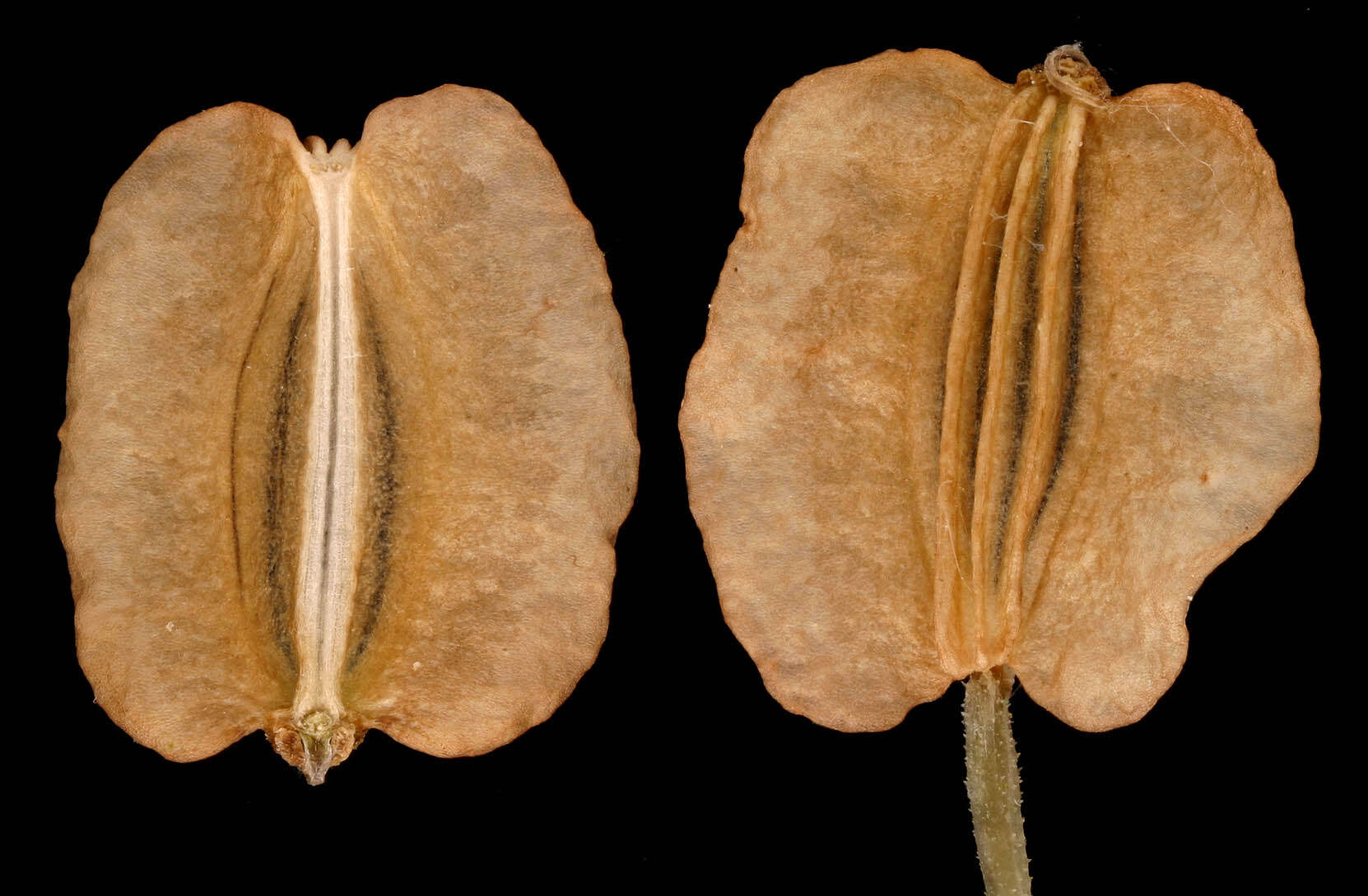 Image of wild angelica