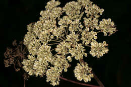 Angelica sylvestris L. resmi