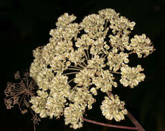 Angelica sylvestris L. resmi