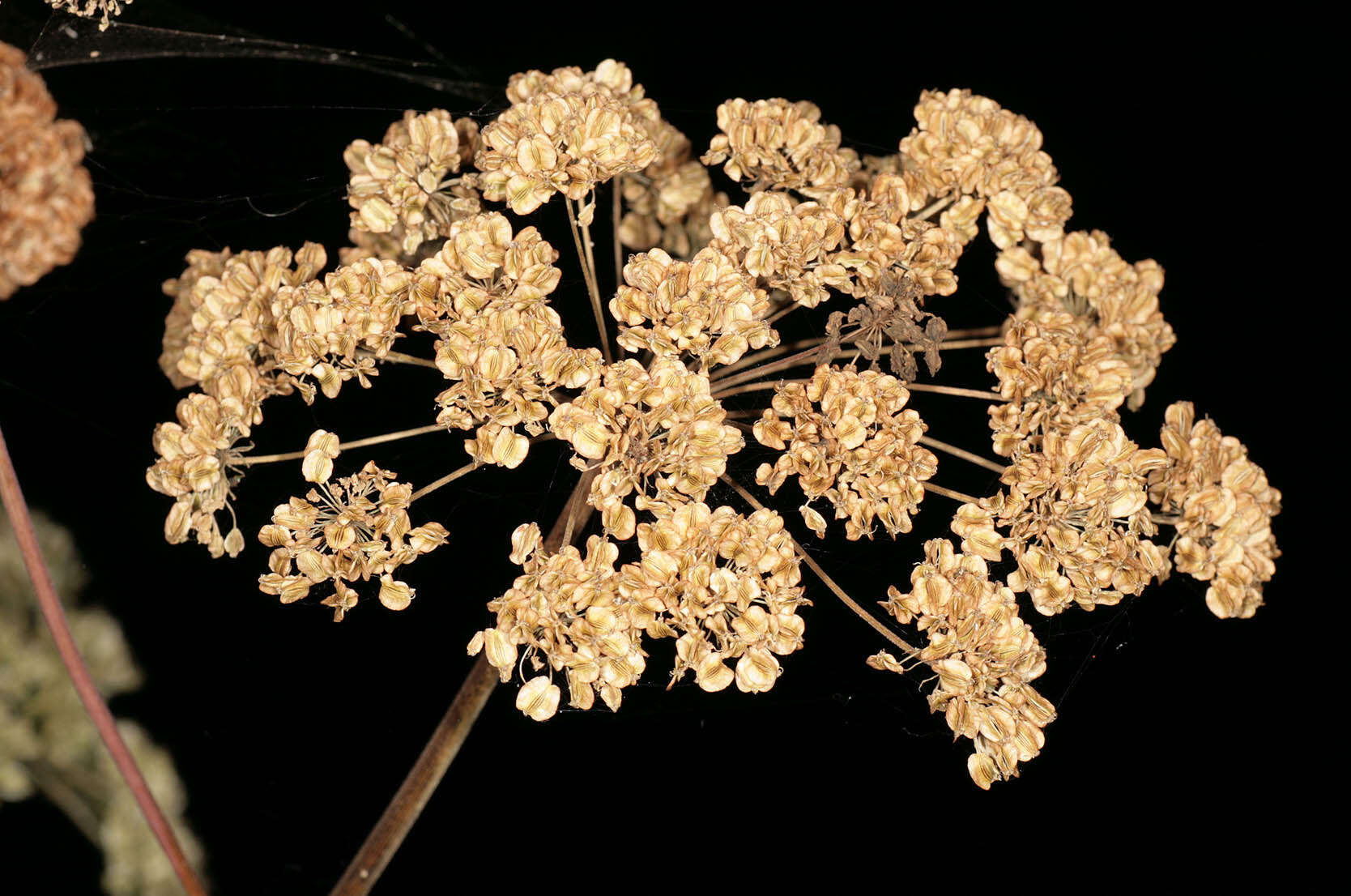 Angelica sylvestris L. resmi