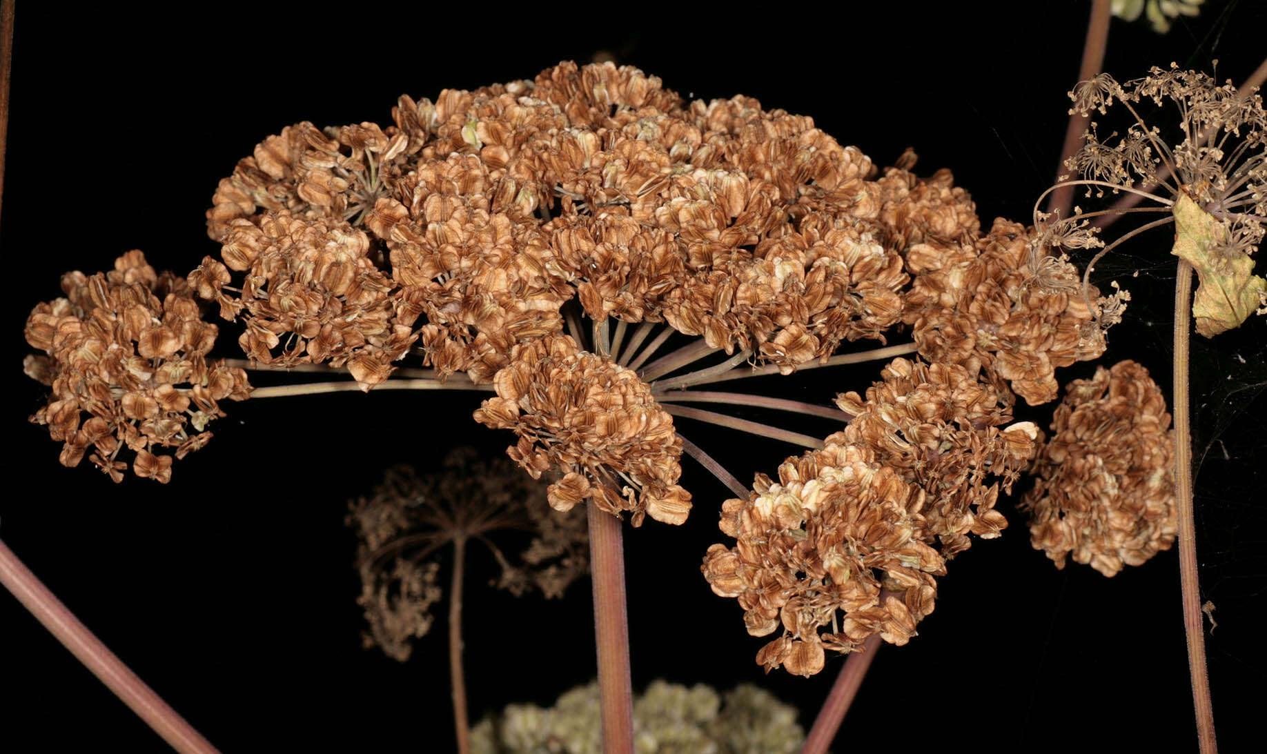 Angelica sylvestris L. resmi