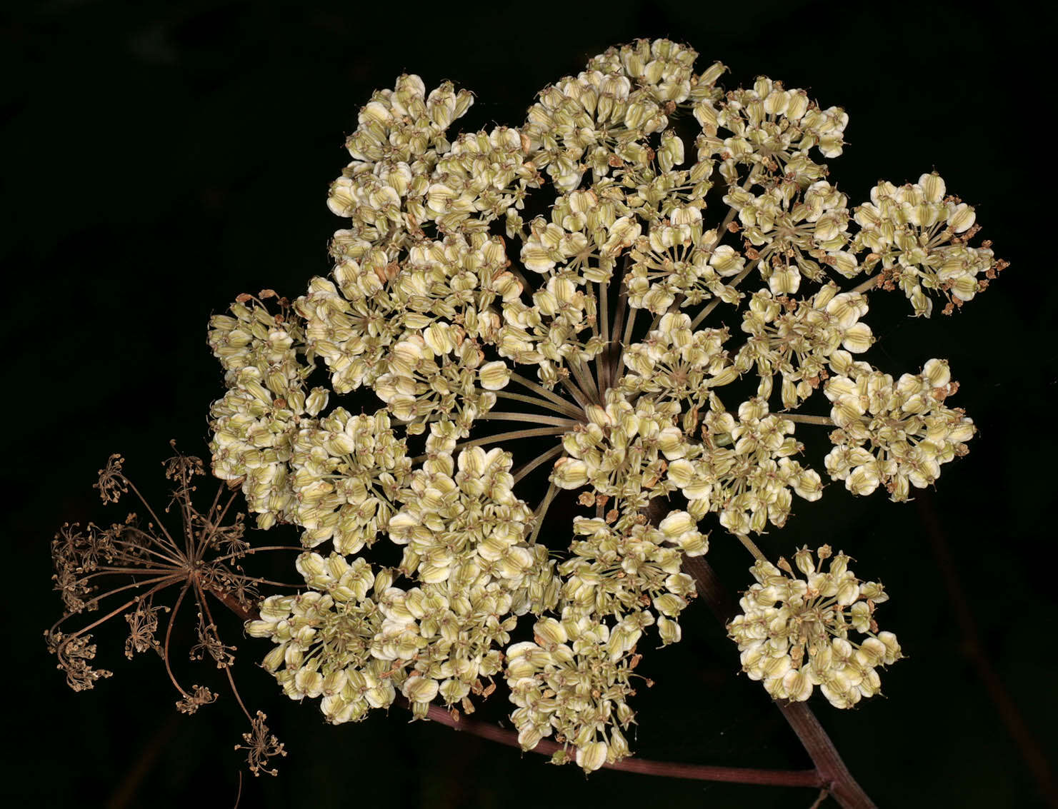 Angelica sylvestris L. resmi