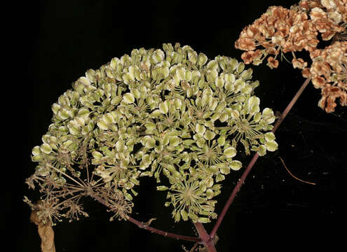 Image of wild angelica