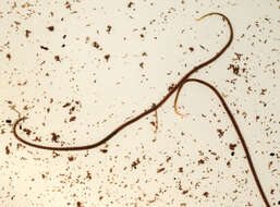 Image of California blackworm