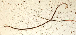 Image of California blackworm