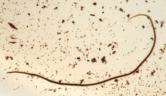 Image of California blackworm