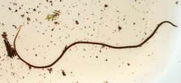 Image of California blackworm