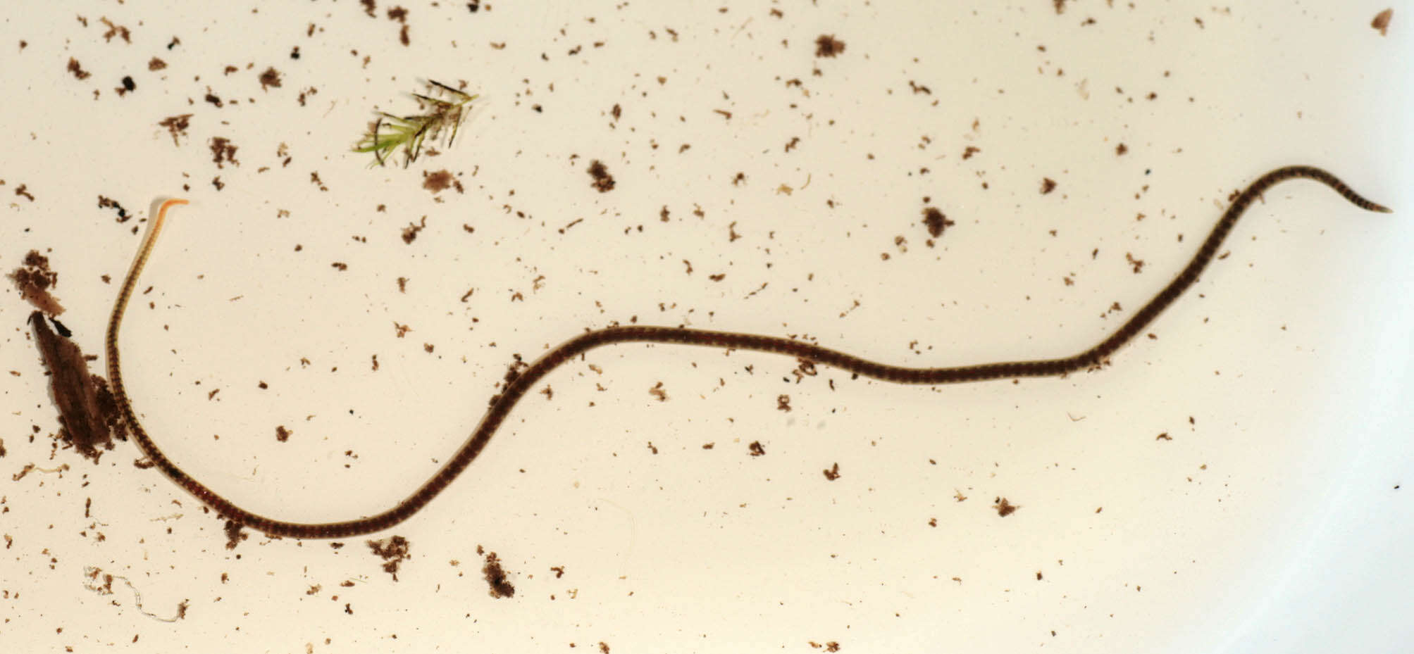 Image of California blackworm