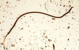 Image of California blackworm