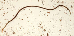 Image of California blackworm