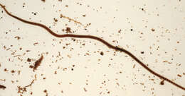 Image of California blackworm