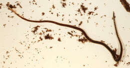 Image of California blackworm