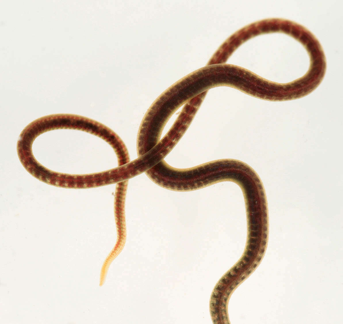 Image of California blackworm