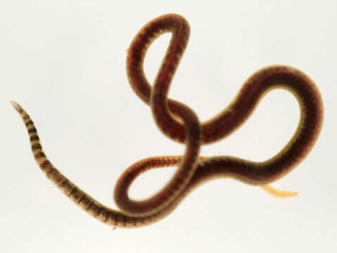 Image of California blackworm