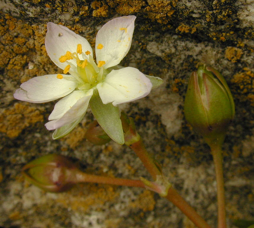 Image de spergulaire marginée