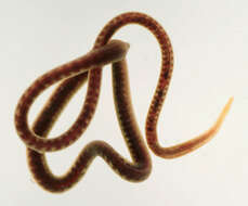 Image of California blackworm