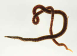 Image of California blackworm