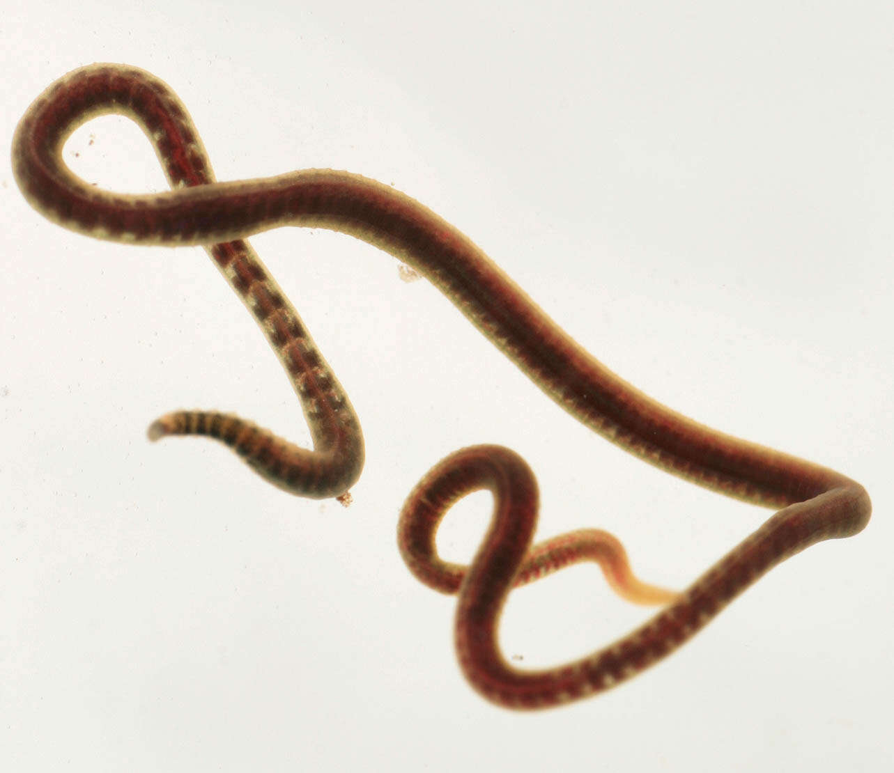 Image of California blackworm