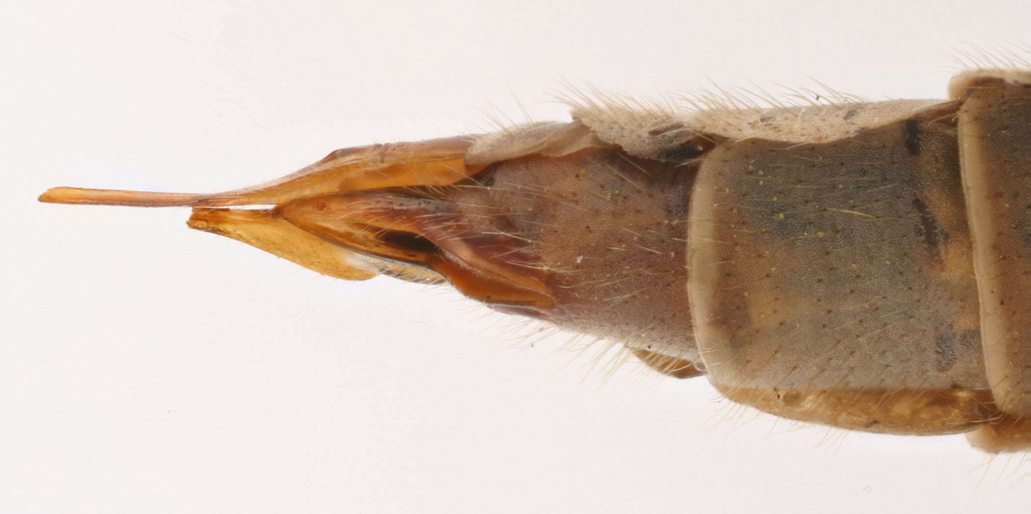 Image of Tipula (Savtshenkia) confusa van der Wulp 1883