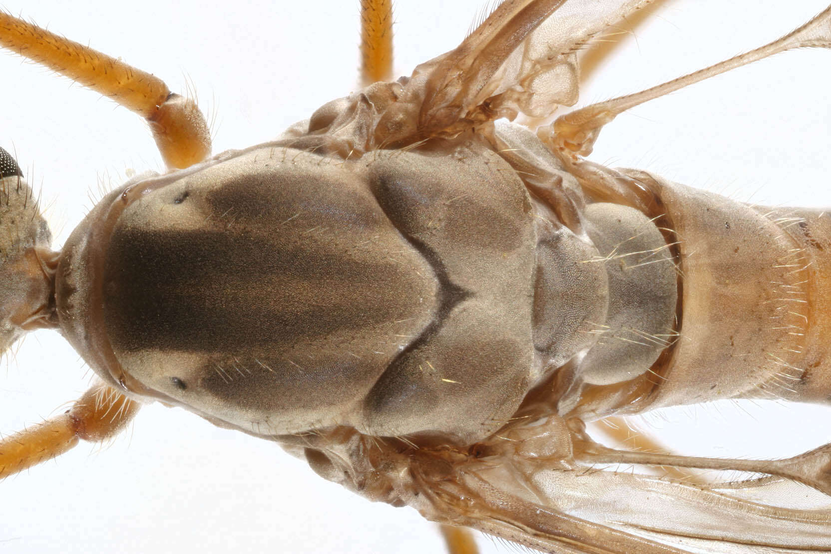Image of Tipula (Savtshenkia) confusa van der Wulp 1883