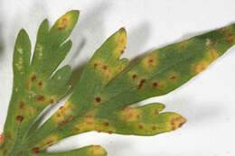 Слика од Puccinia nitida (F. Strauss) Barclay 1891