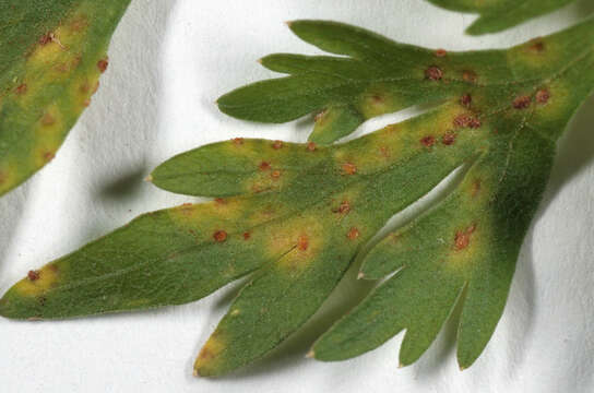 Plancia ëd Puccinia nitida (F. Strauss) Barclay 1891