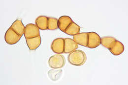 Слика од Puccinia nitida (F. Strauss) Barclay 1891