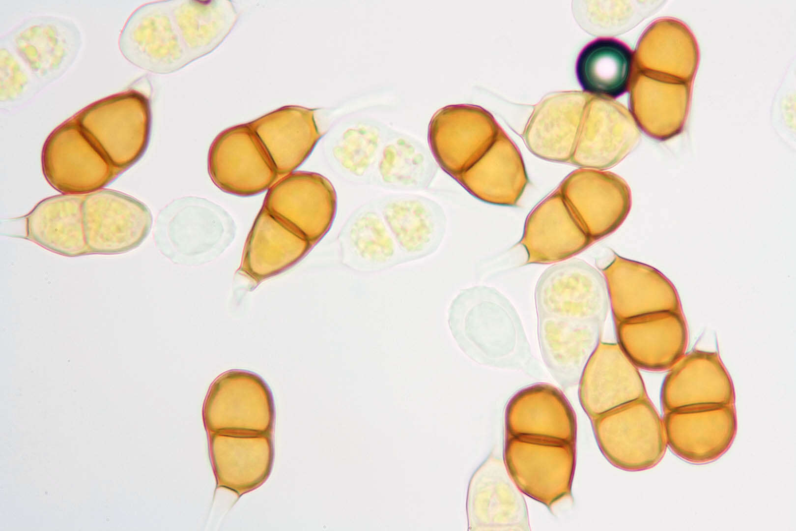 Слика од Puccinia nitida (F. Strauss) Barclay 1891