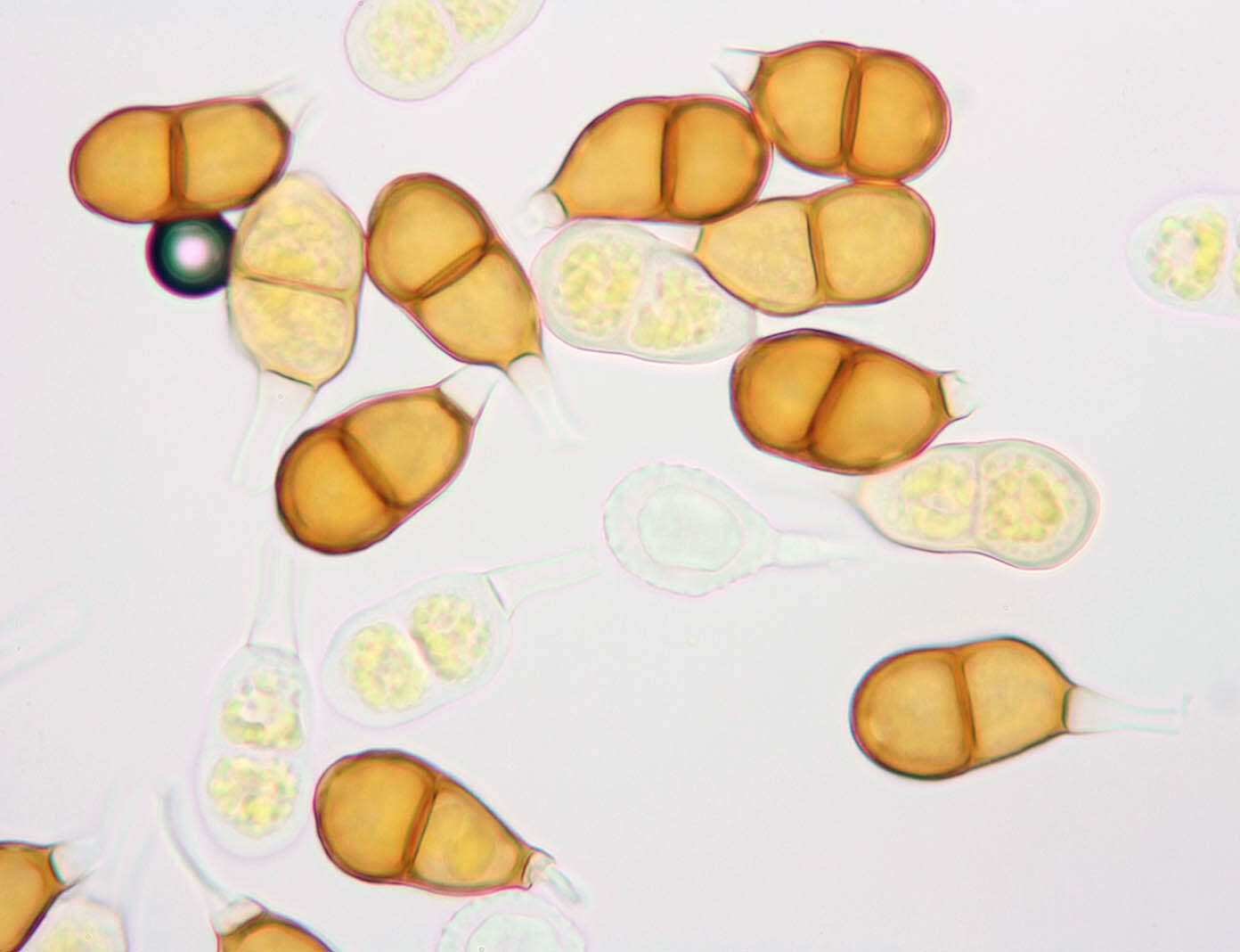 Слика од Puccinia nitida (F. Strauss) Barclay 1891