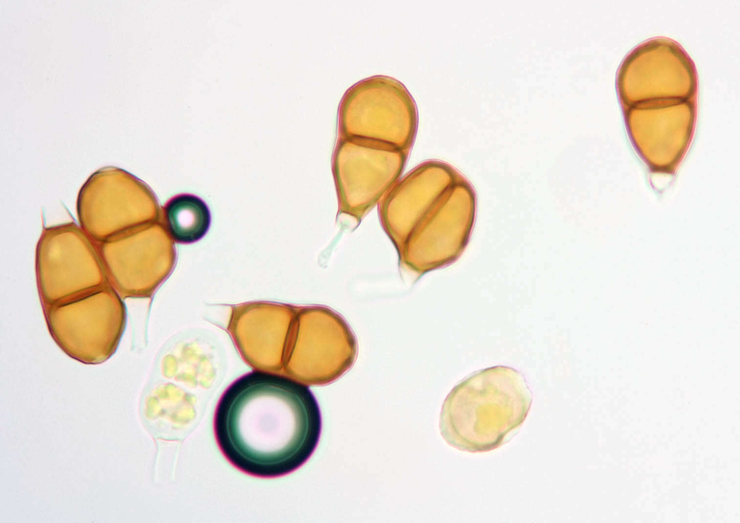 Слика од Puccinia nitida (F. Strauss) Barclay 1891