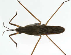 Image of Common pond skater