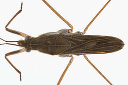 Image of Common pond skater