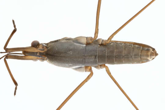 Image of Common pond skater