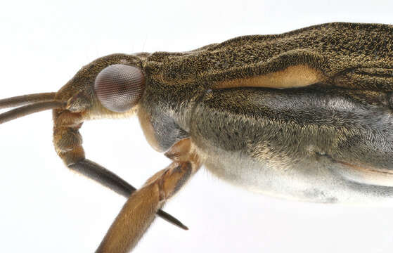 Image of Common pond skater