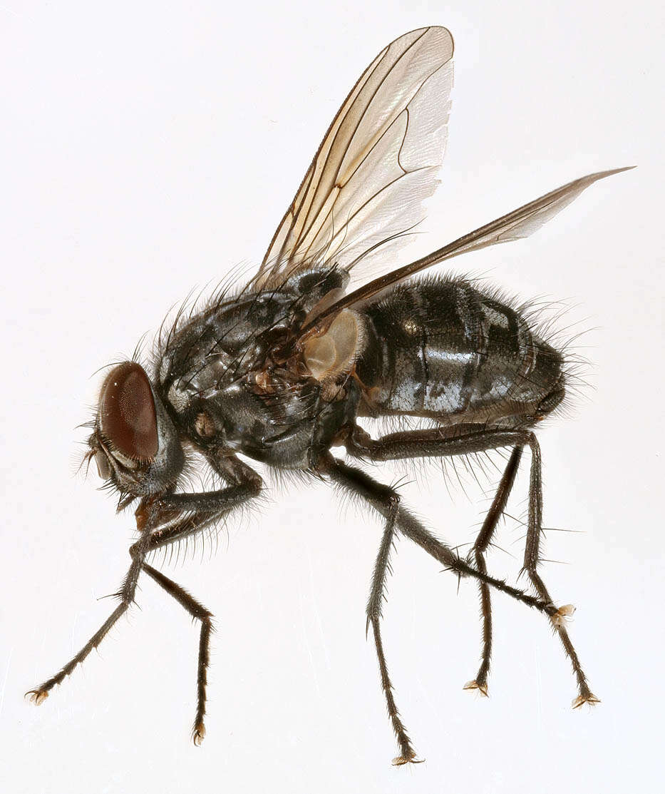 Image of Polietes lardarius