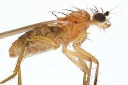 Image of Lonchoptera lutea Meigen 1809