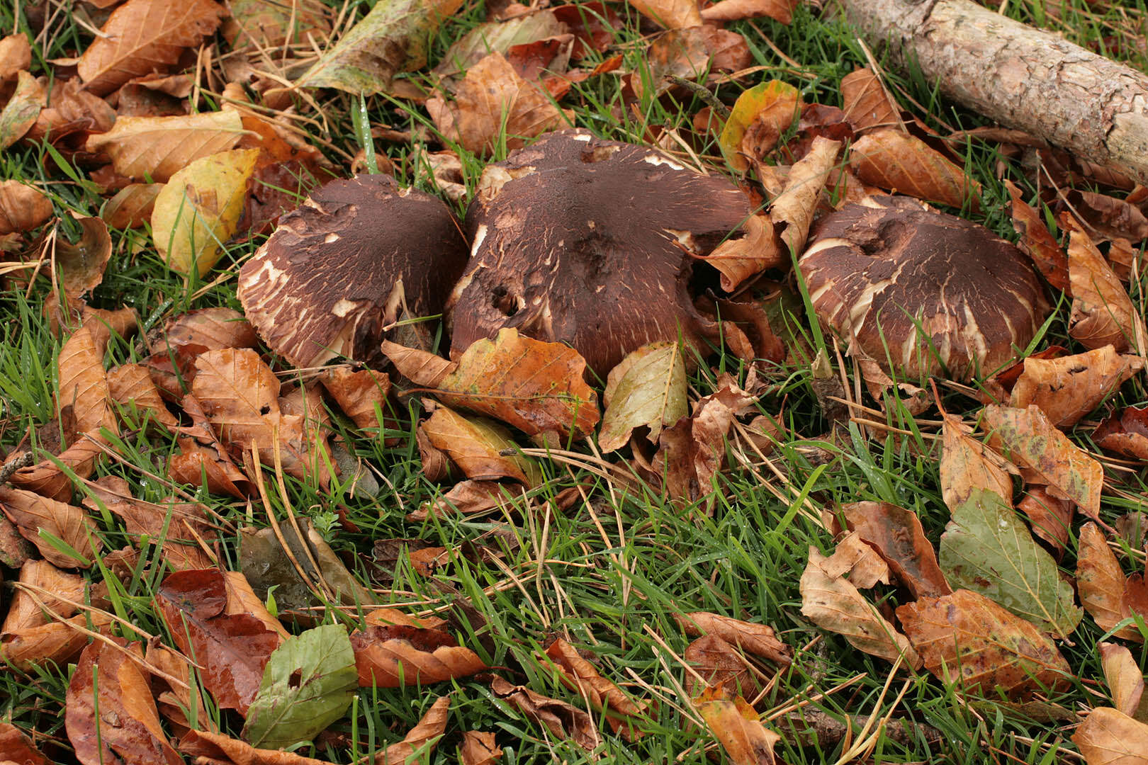 Image of shingle head