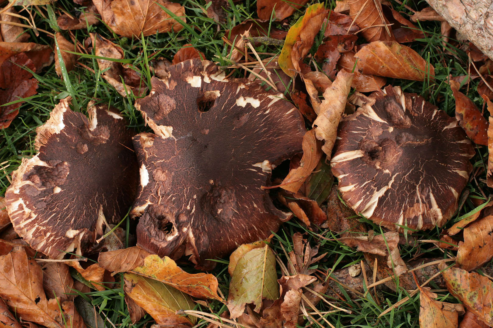 Image of shingle head