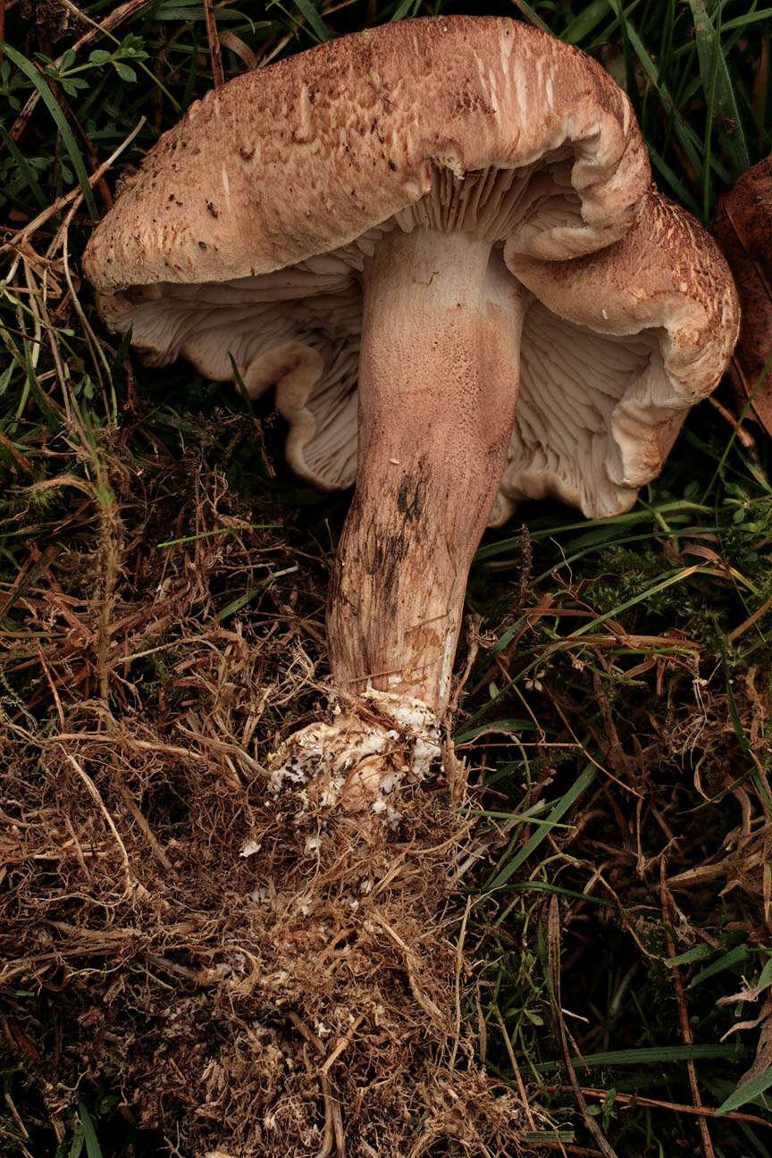 Image of shingle head