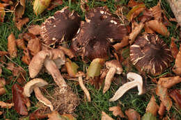 Image of shingle head