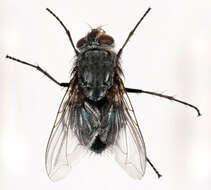 Image of Blue blowfly