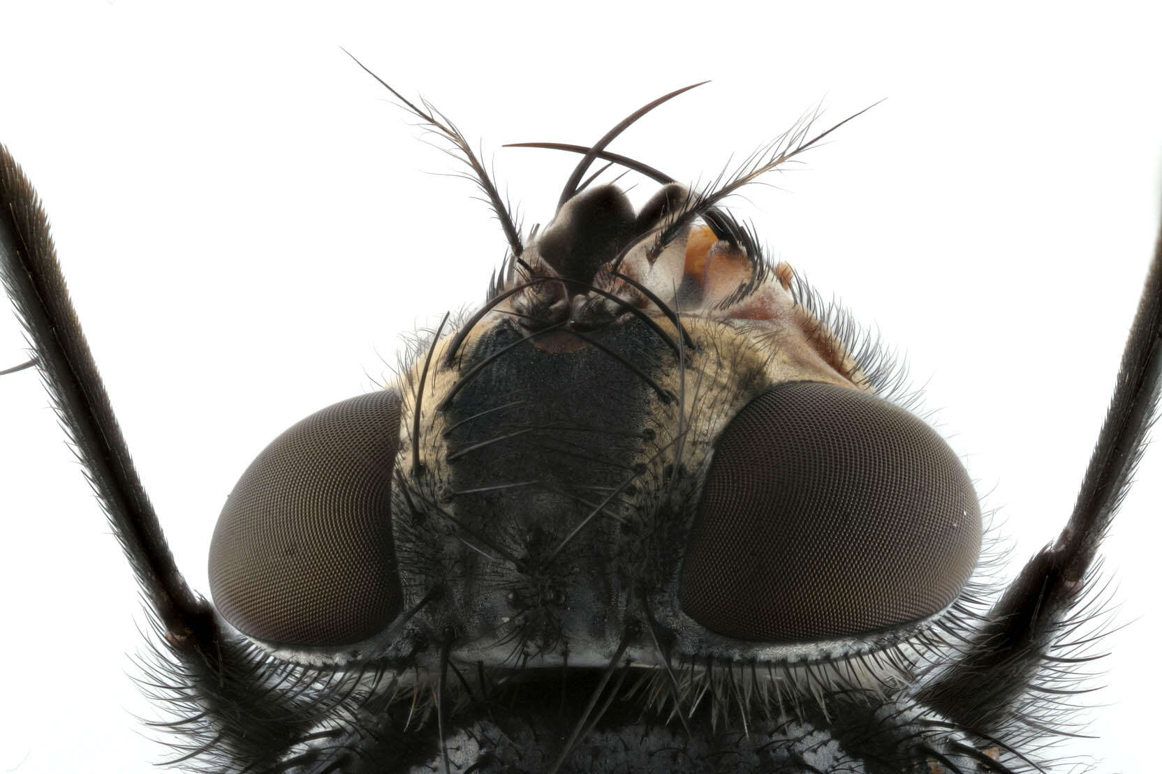 Image of Blue blowfly