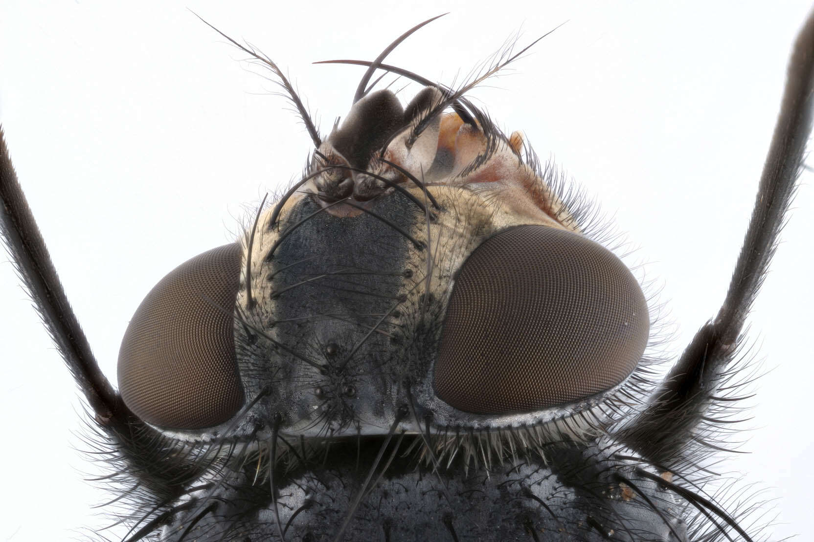 Image of Blue blowfly