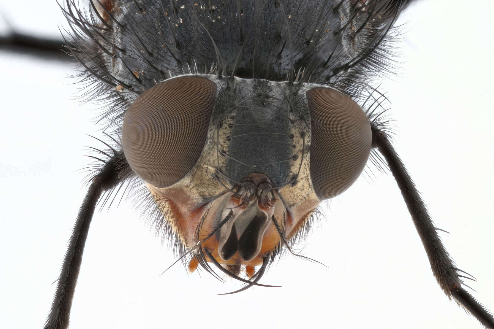 Image of Blue blowfly