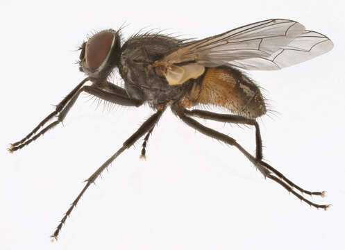 Image of house fly